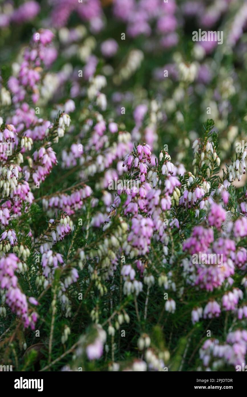 Erica carnea Red Rover, heather Red Rover, evergreen shrub single-sided long spikes of pink flowers Stock Photo