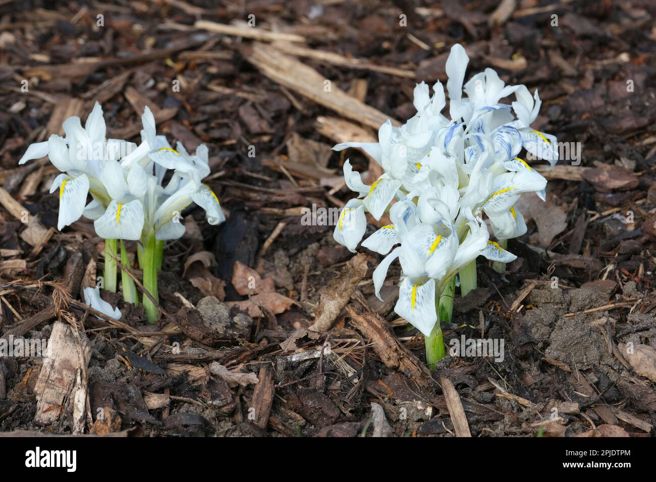 Iris histrioides Finola, dwarf bulbous white flowers, blue feathering on falls, light-yellow crest Stock Photo