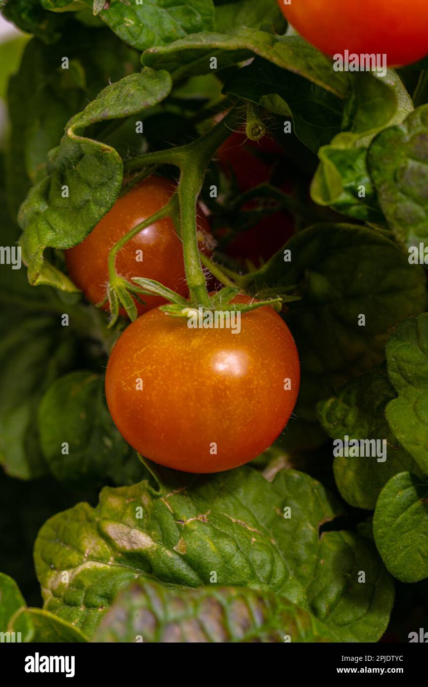 Hanging almost ripe hi-res stock photography and images - Alamy