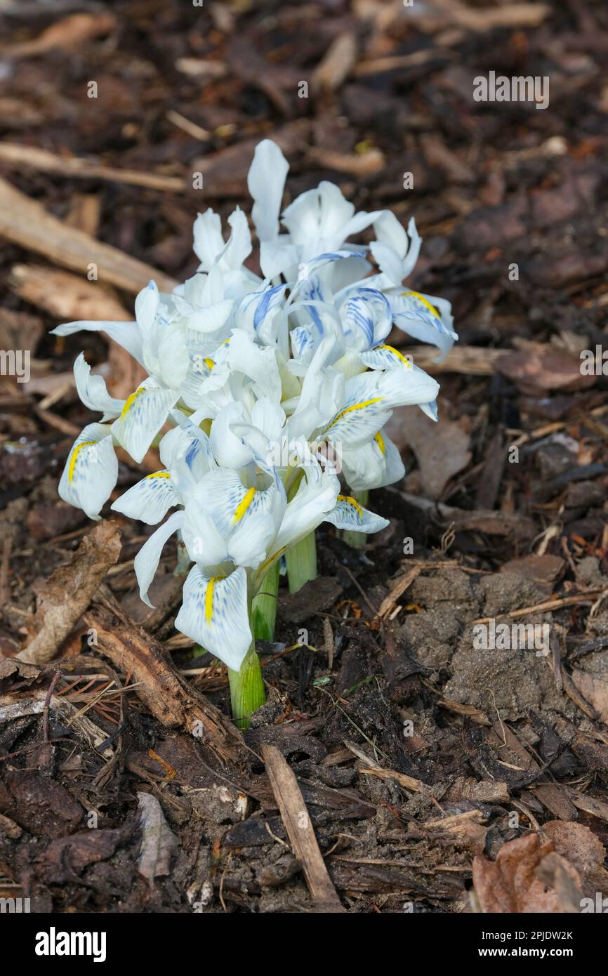 Iris histrioides Finola, dwarf bulbous reticulata, white flowers, blue feathering on falls, light-yellow crest Stock Photo