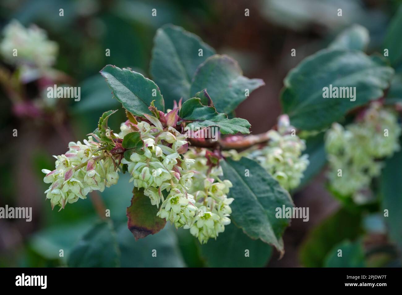 Ribes laurifolium Rosemoor form,  evergreen shrub, pendent racemes yellow-green flowers Stock Photo