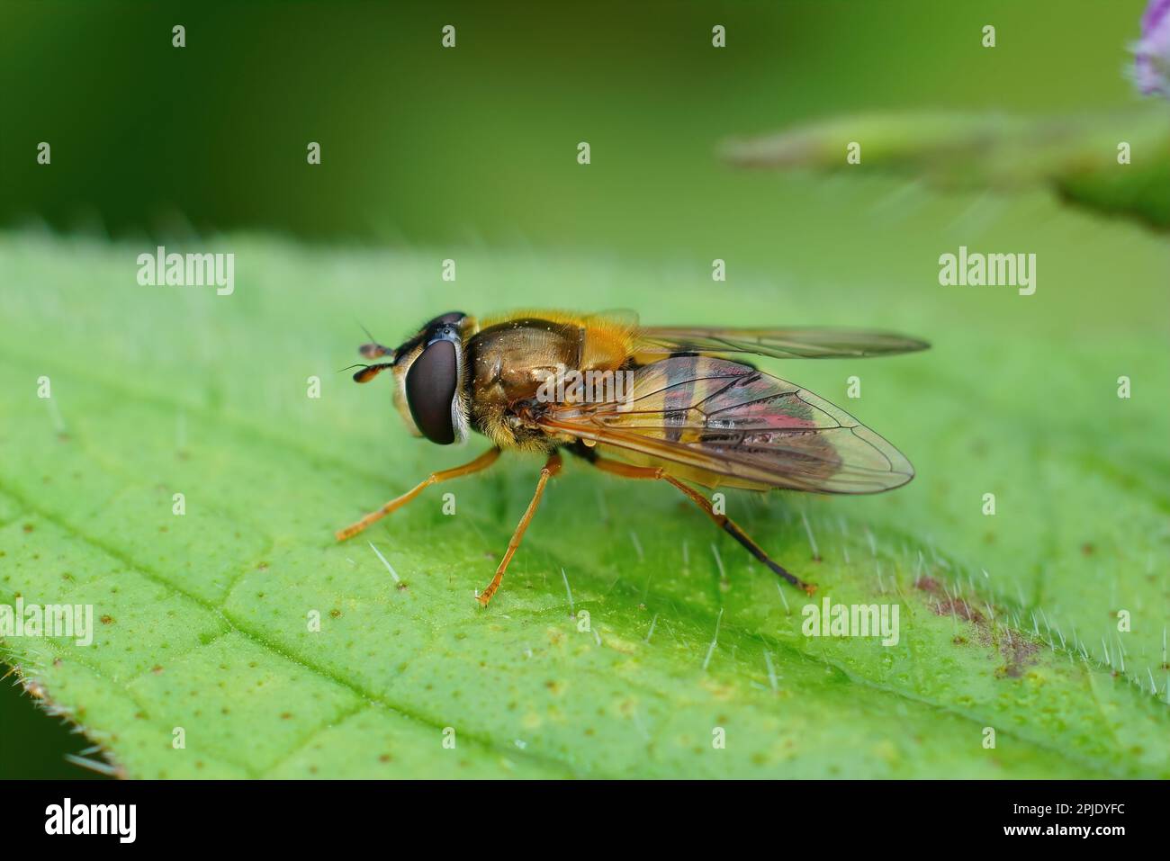 Natural closeup of the Spring hoverfly , Epistrophe eligans on a green leaf Stock Photo