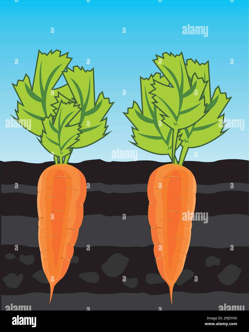 Vector illustration of the useful vegetable carrot in ground Stock ...