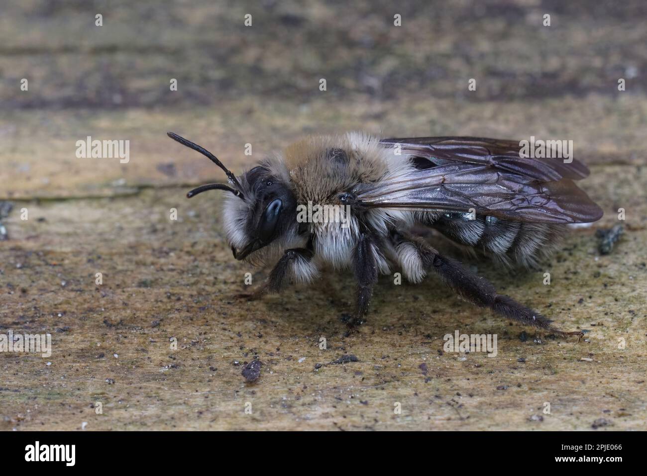 Detailed closeup on a fluffy female Grey-backed mining bee, Andrena vaga carrying a Stylops melittae parasite Stock Photo