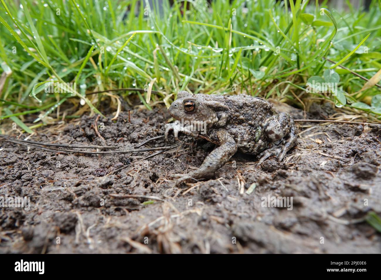Closeup on a female European common toad, Bufo bufo sitting on the ground and grass in the garden in rainy weather Stock Photo