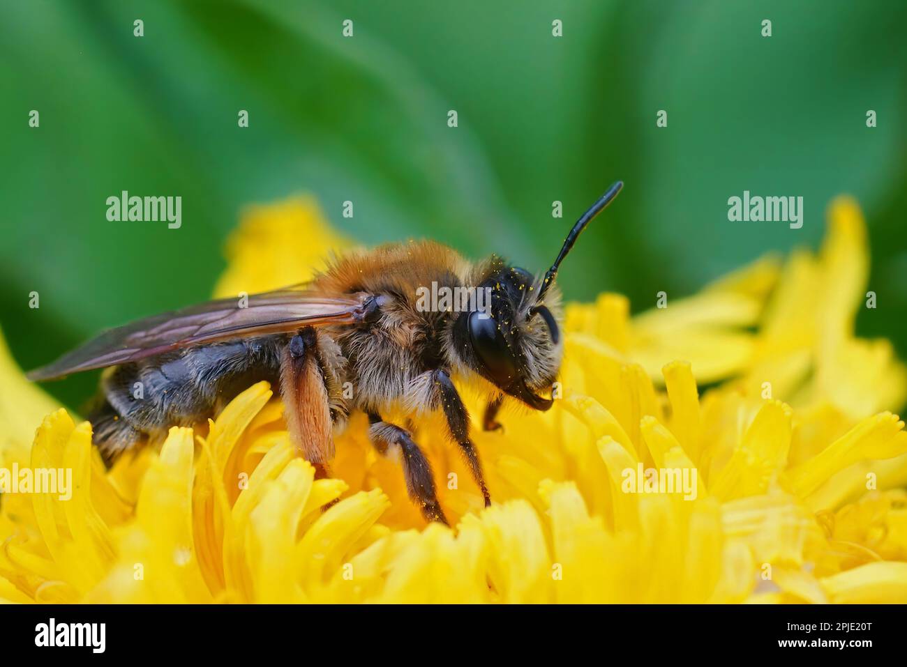 Natural colorful close-up on a female Grey-gastered mining bee, Andrena ...