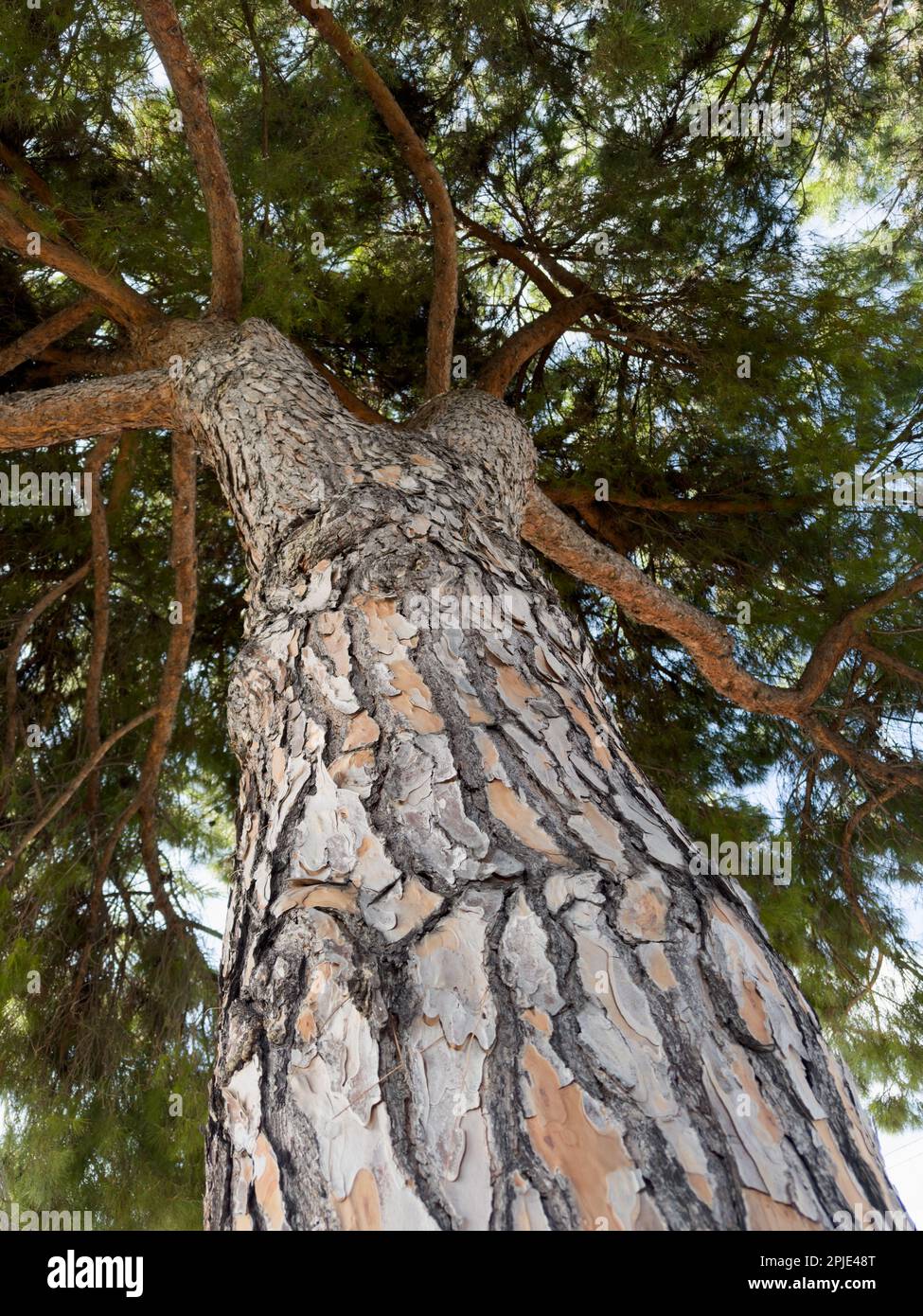 Umbrella pine tree hi-res stock photography and images - Alamy