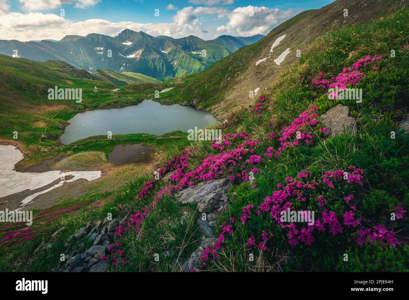 One of the most visited nature scenery at early summer. Spectacular view with lake Capra and blooming rhododendron flowers on the hills, Fagaras mount Stock Photo