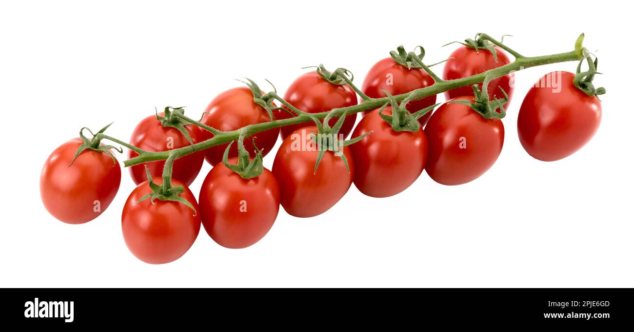 Bunch of Principe Borghese red cherry tomatoes , datterino type isolated on white, clipping path included Stock Photo