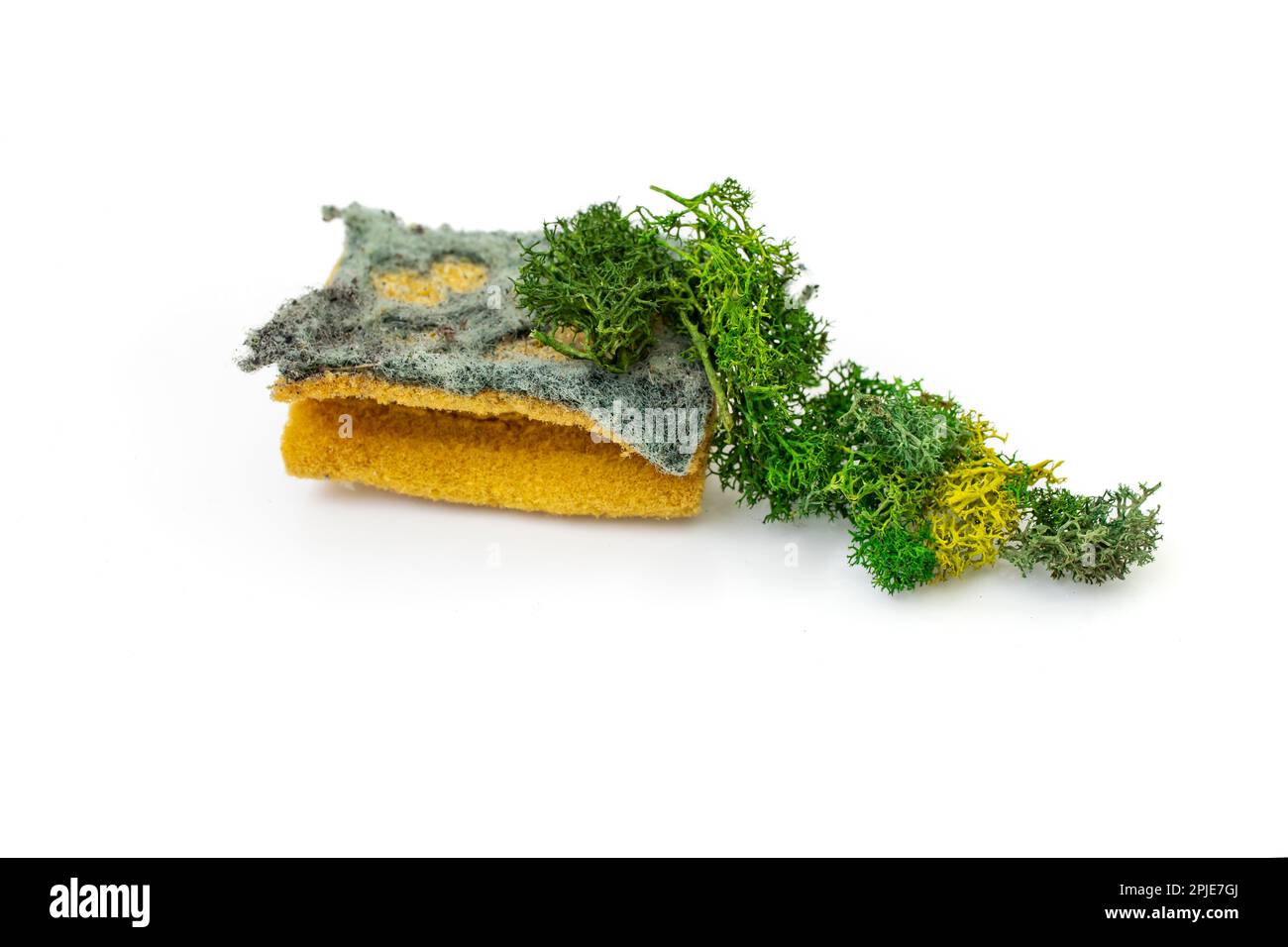 Dishwasher sponge dirty and ripped, with lichen or moss isolated on