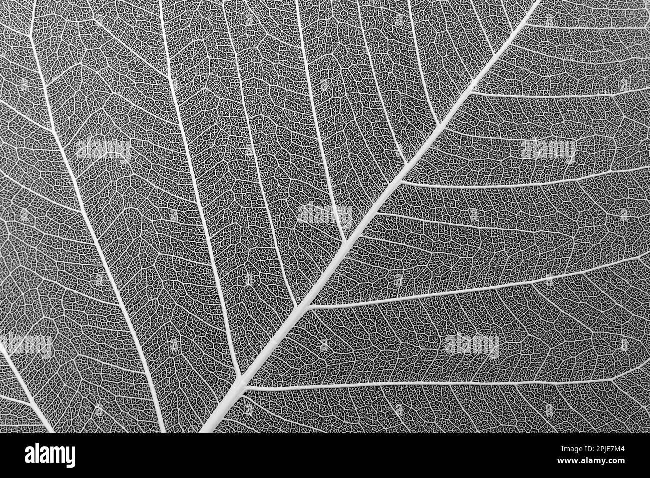 Dry leaf skeleton with white veins, on black background Stock Photo
