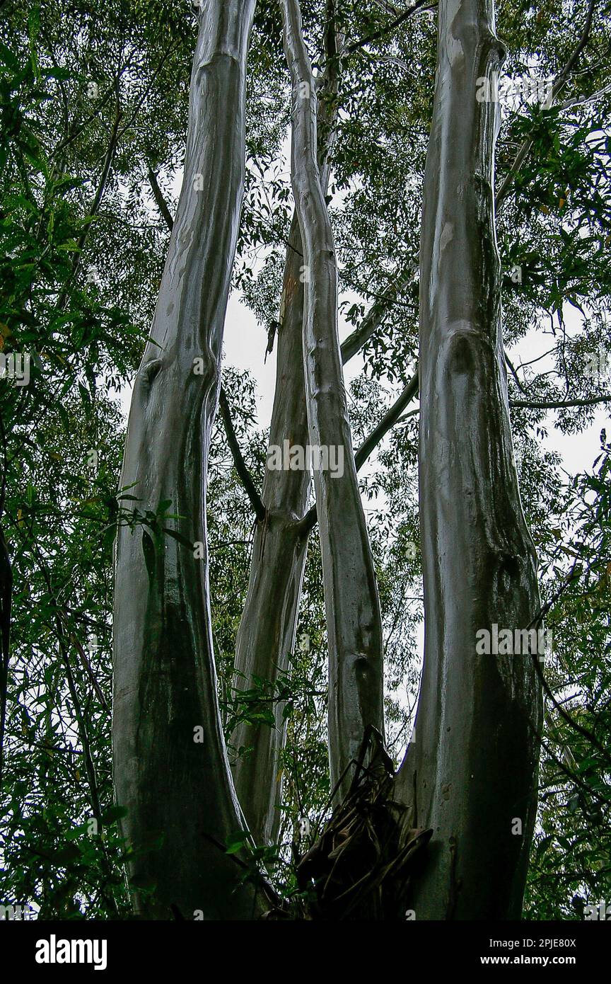 Four shining wet trunks of Flooded gums  (Rose gum, eucalyptus grandis) wet lowland subtropical rainforest, Tamborine Mountain, Australia. Stock Photo