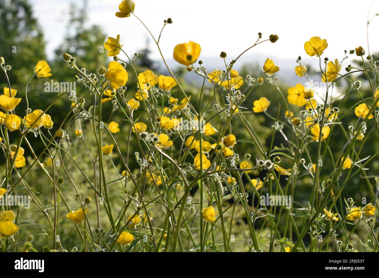 field of Ranunculus acris common buttercup plant flowering in summer Stock Photo