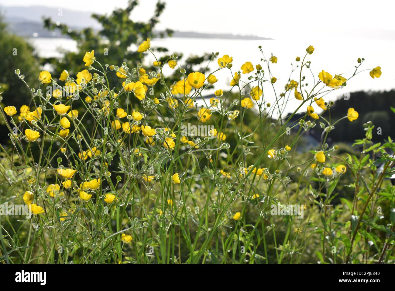 field of Ranunculus acris common buttercup plant flowering in summer Stock Photo