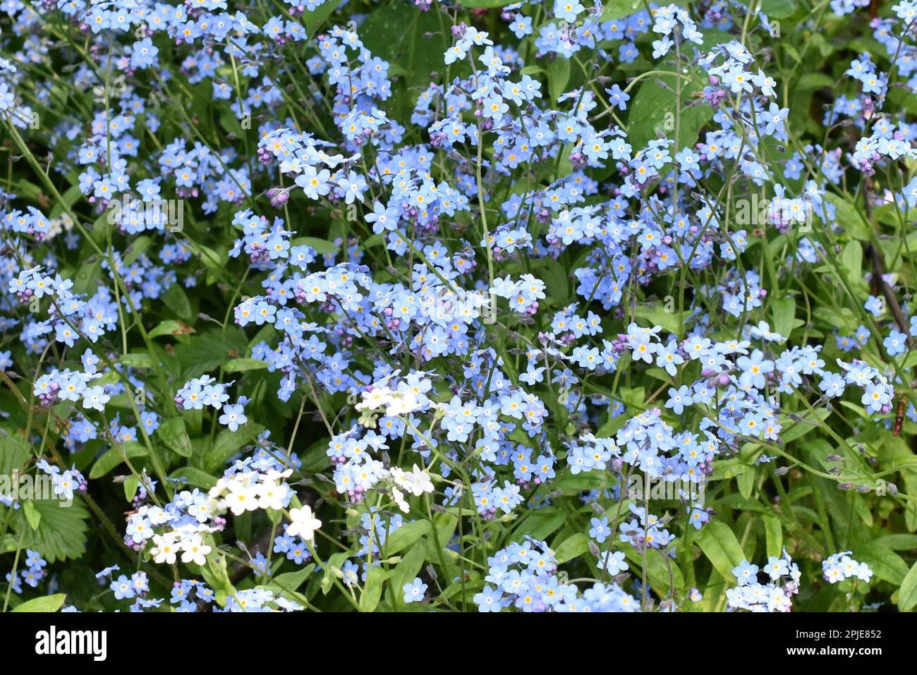 Big field of blue wildflower woodland Forget-me-not Myosotis sylvatica Stock Photo