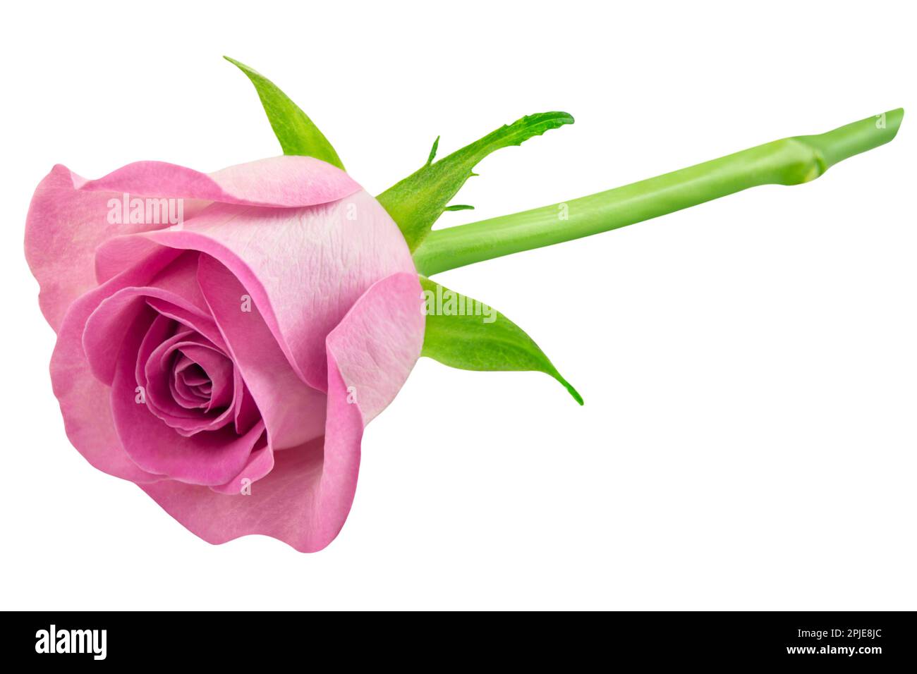 Pink Rose isolated on white background Stock Photo