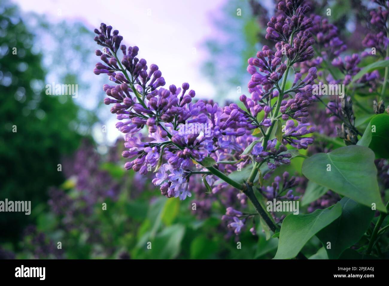 Purple lilacs, Syringa spp, close up growing in the garden on a day of early summer. Stock Photo