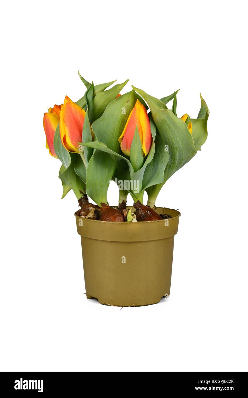 Tulip flowers 'Tulipa Flair' tulip in flower pot on white background Stock Photo