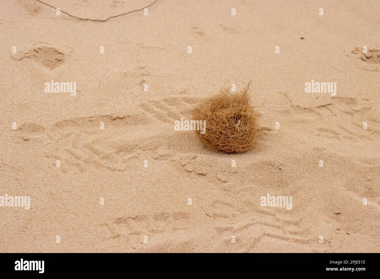 the-iconic-symbol-for-nothing-happens-tumbleweeds-rolling-on-the