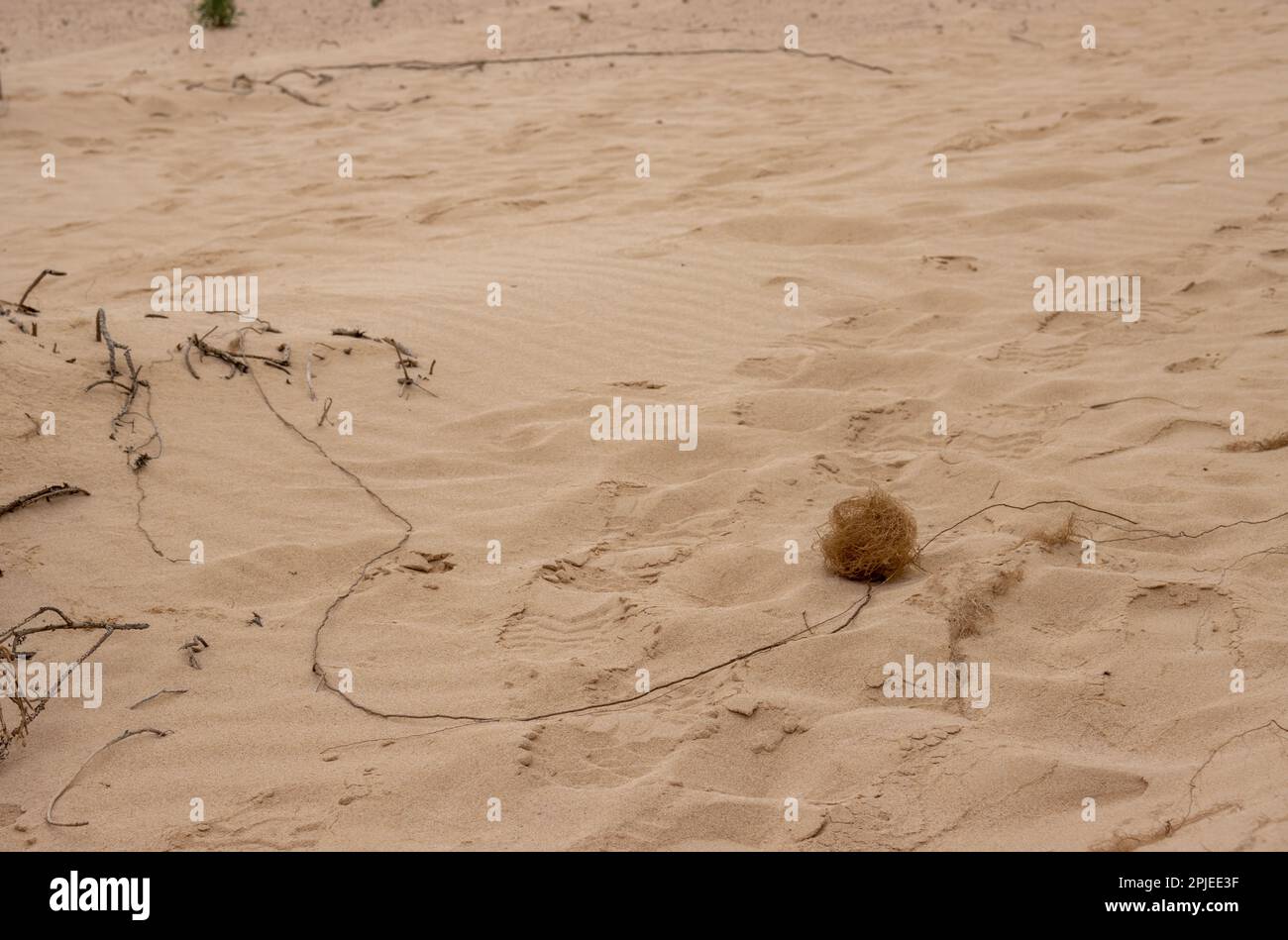Sand desert roots erosion hi-res stock photography and images - Alamy