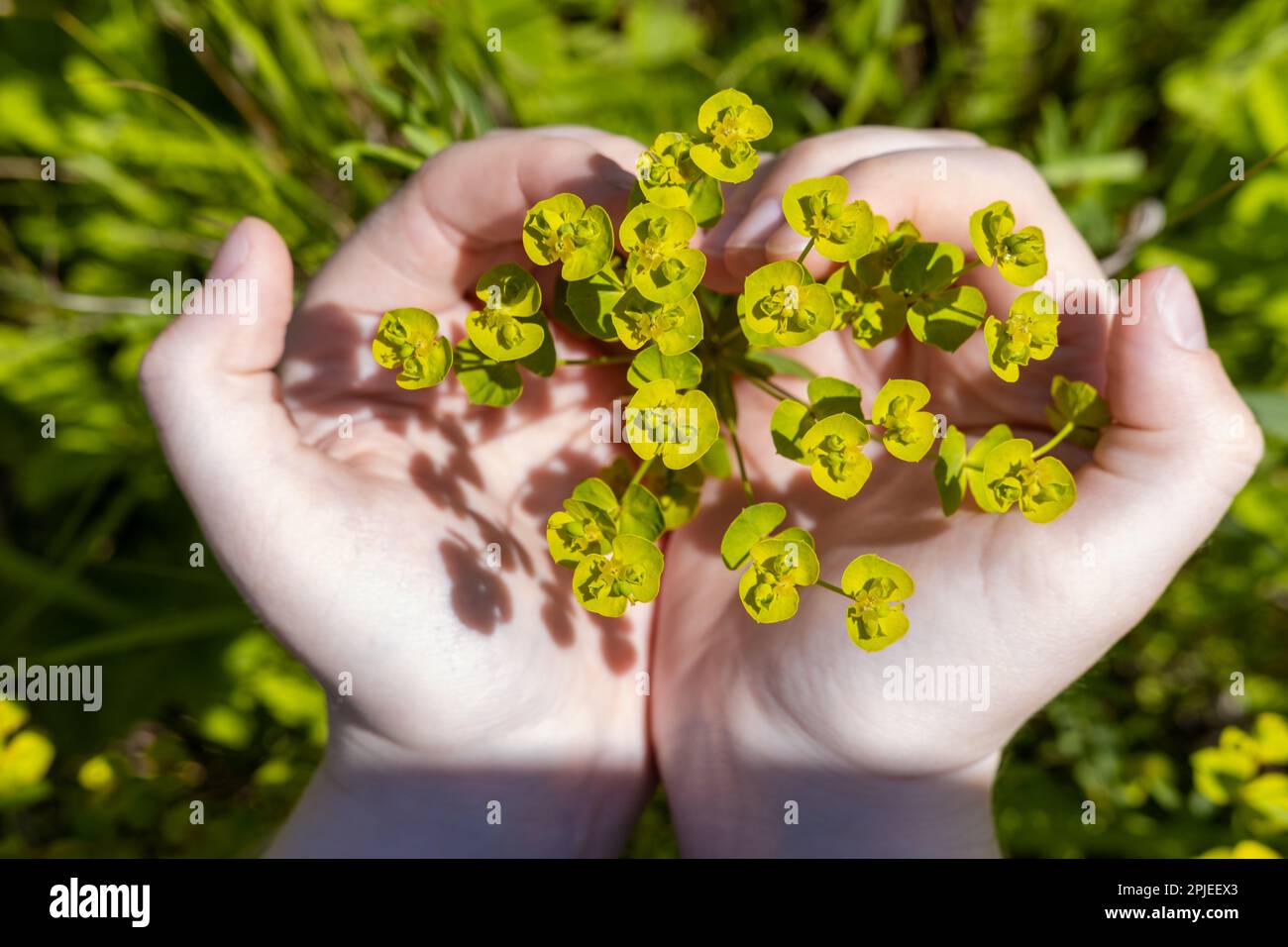 Women's palms holding a green flower, inflorescence in the meadow, showing the concept of rural life, wellness, springtime Stock Photo