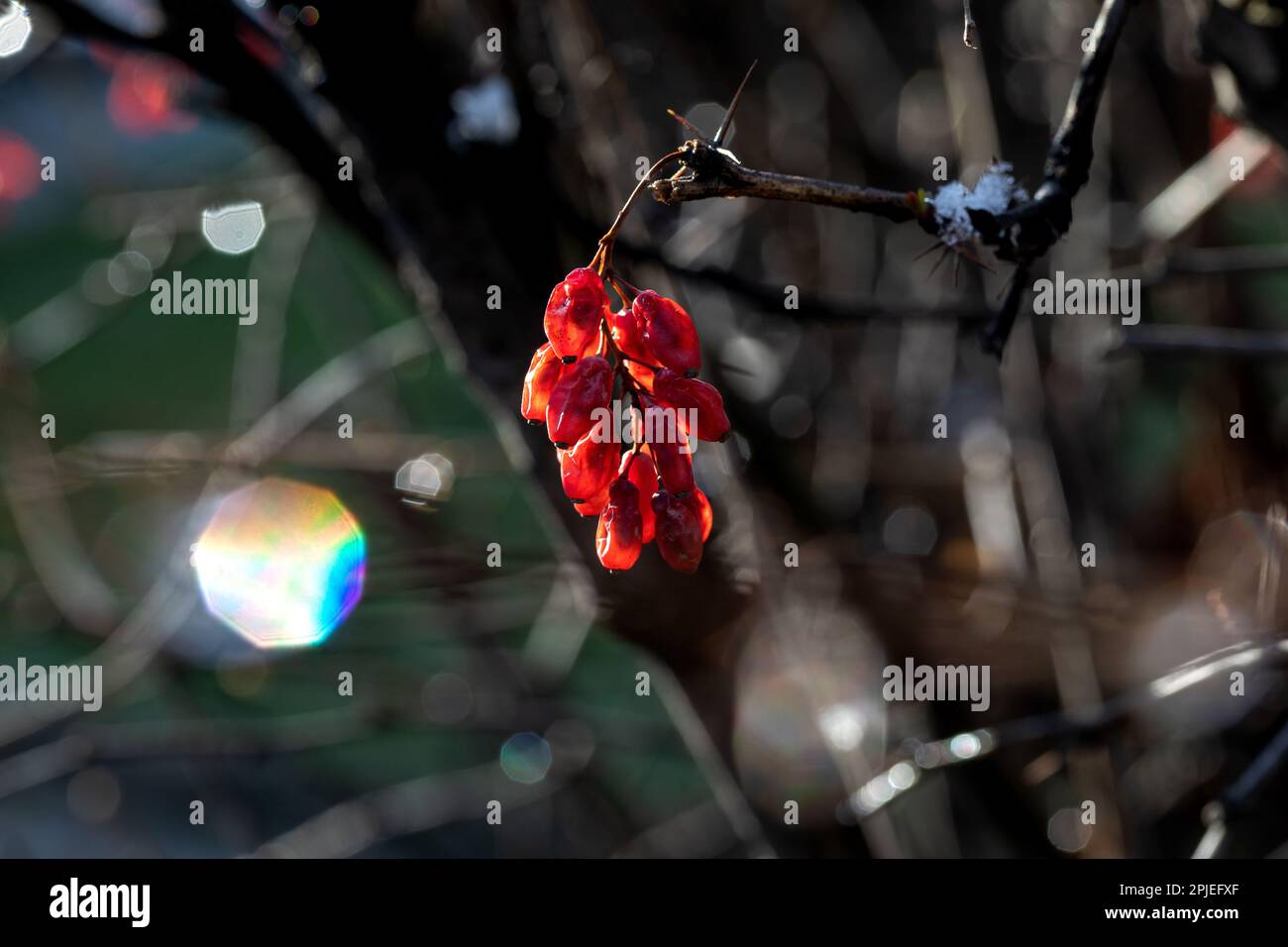 Branches of Berberis vulgaris in winter with red ripe berries. After thawing, a little snow and droplets of frozen water remain on the berries and bra Stock Photo