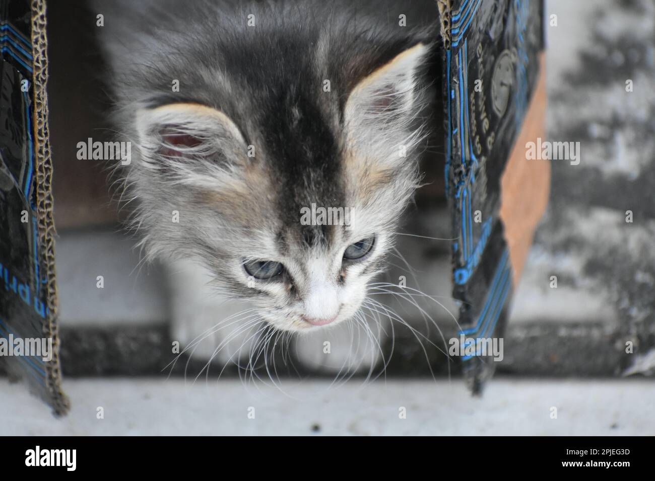 An Indian cat coming out from a box Stock Photo