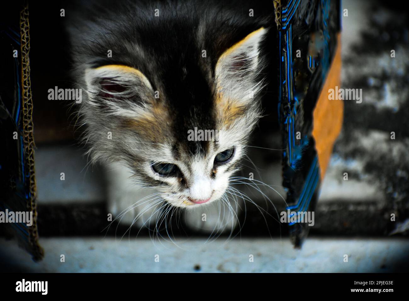An Indian cat coming out from a box Stock Photo