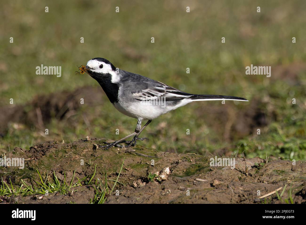 Pied Wagtail (Motacilla alba yarrellii) hunting Dung Fly Cley Norfolk UK GB March 2023 Stock Photo