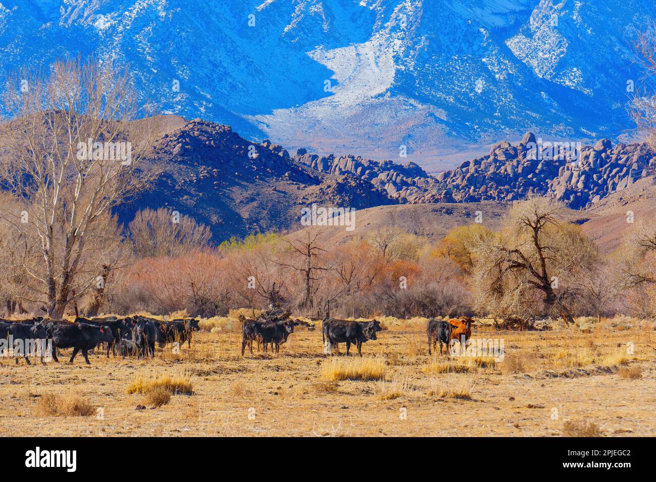 Group of cows grazing on a field of yellowed grass at the foot of Mount Whitney, United States. Beauty and hardiness of nature in the winter season. Stock Photo