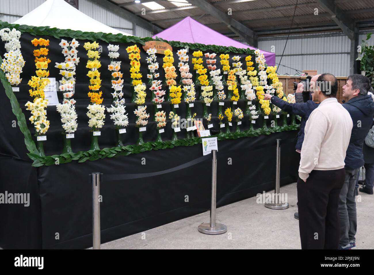 Wadebridge, Cornwall, UK. 2nd April 2023. Cornwall Spring Flower Show sunday. Visitors studying daffodil variaties for sale  at the Cornwall garden society spring flower show Credit Simon Maycock / Alamy Live News. Stock Photo
