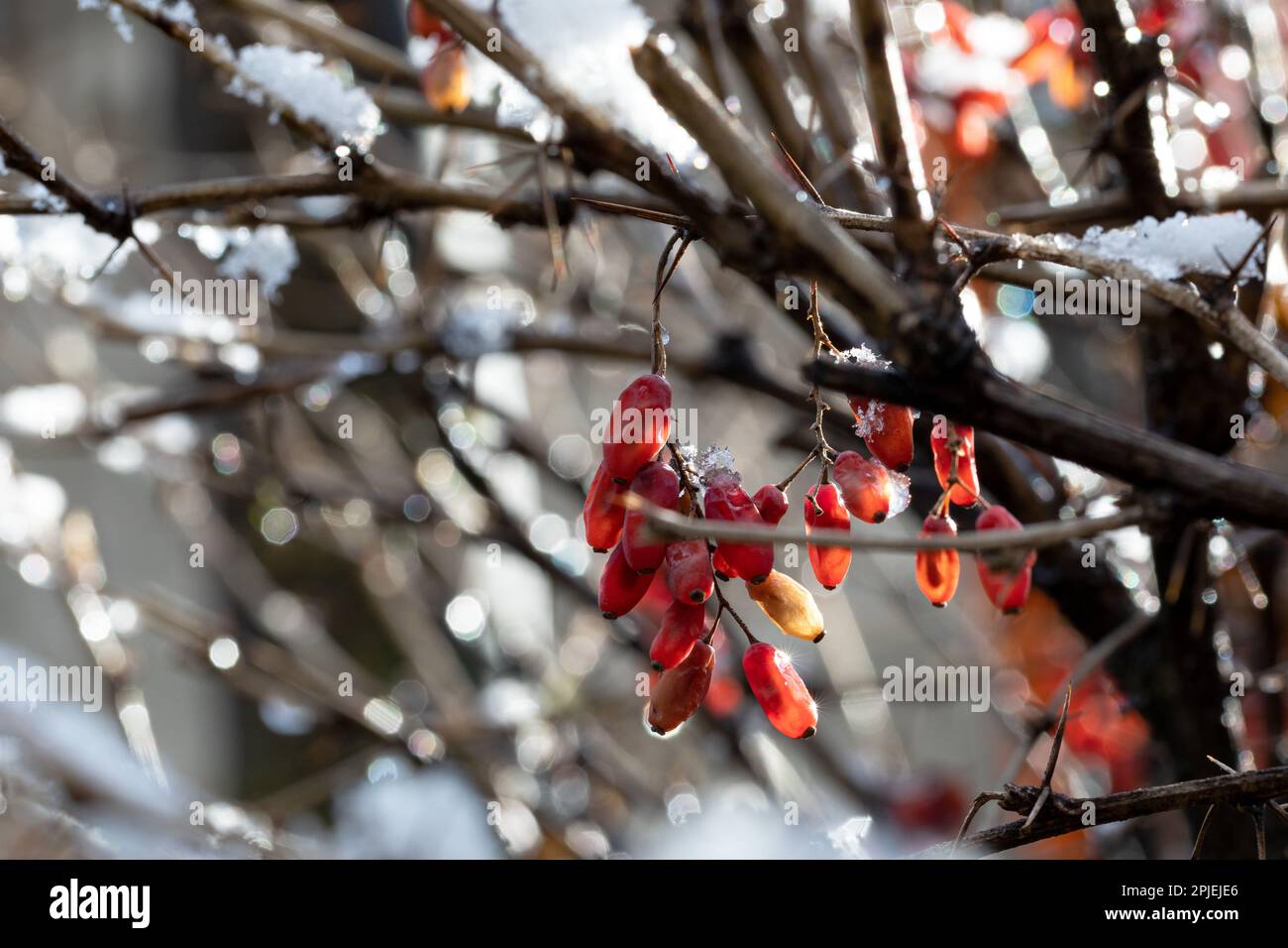 Branches of Berberis vulgaris in winter with red ripe berries. After thawing, a little snow and droplets of frozen water remain on the berries and bra Stock Photo