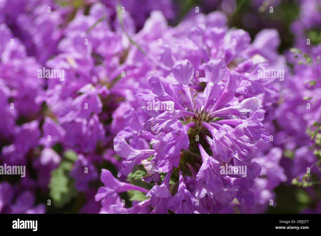 purple blossom of the ziest Stock Photo