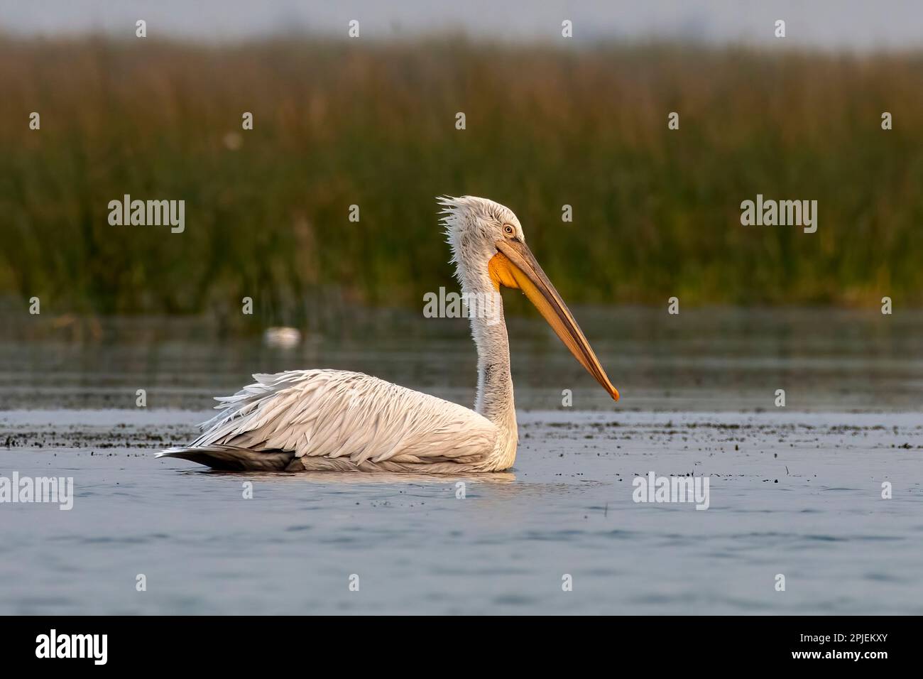 Dalmatian pelican (Pelecanus crispus), the largest member of the pelican family, observed in Nalsarovar in Gujarat, India Stock Photo