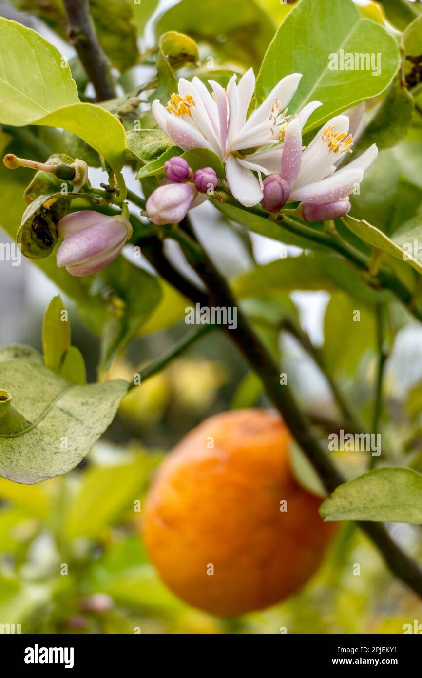 Cultivated blooming citrus trees with big white flowers close up in an
