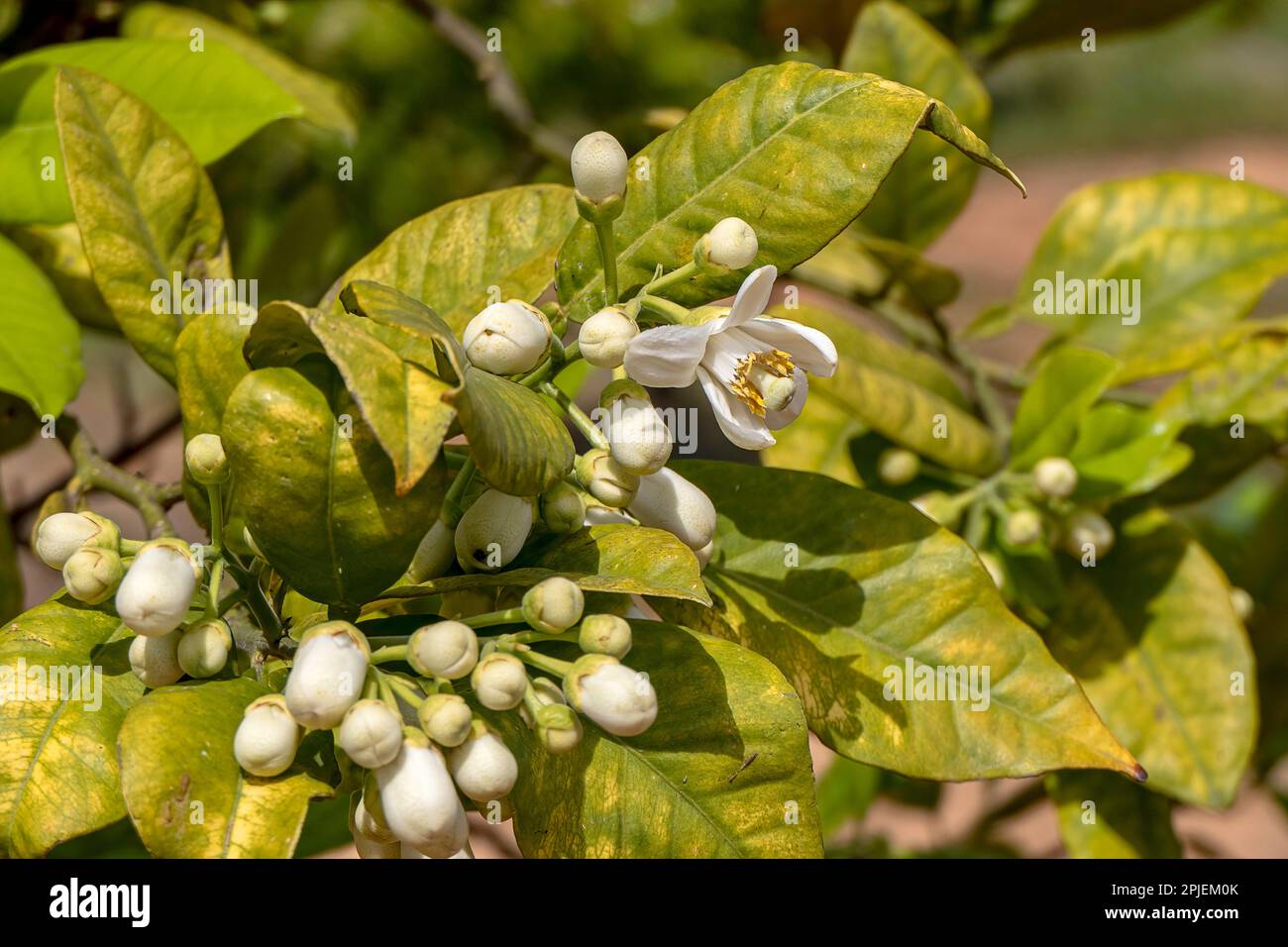 Cultivated blooming citrus trees with big white flowers close up in an