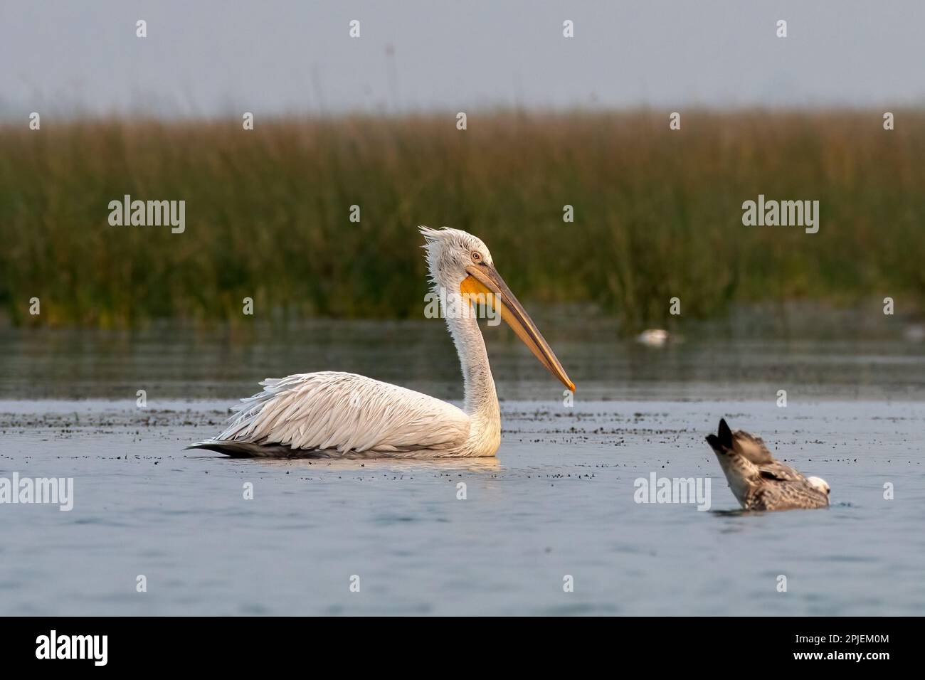 Dalmatian pelican (Pelecanus crispus), the largest member of the pelican family, observed in Nalsarovar in Gujarat, India Stock Photo