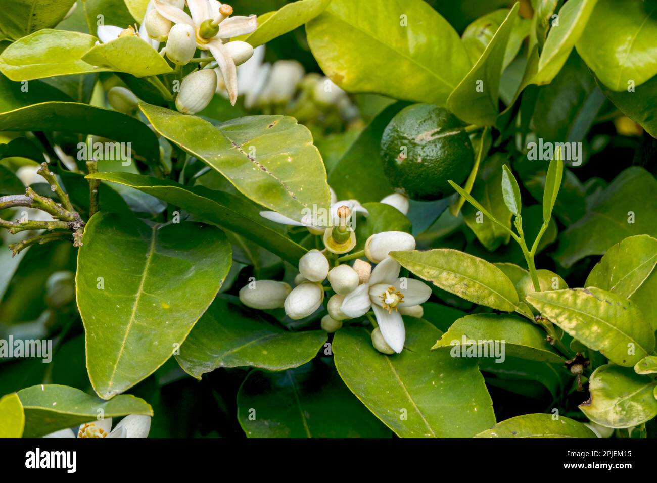 Cultivated blooming citrus trees with big white flowers close up in an