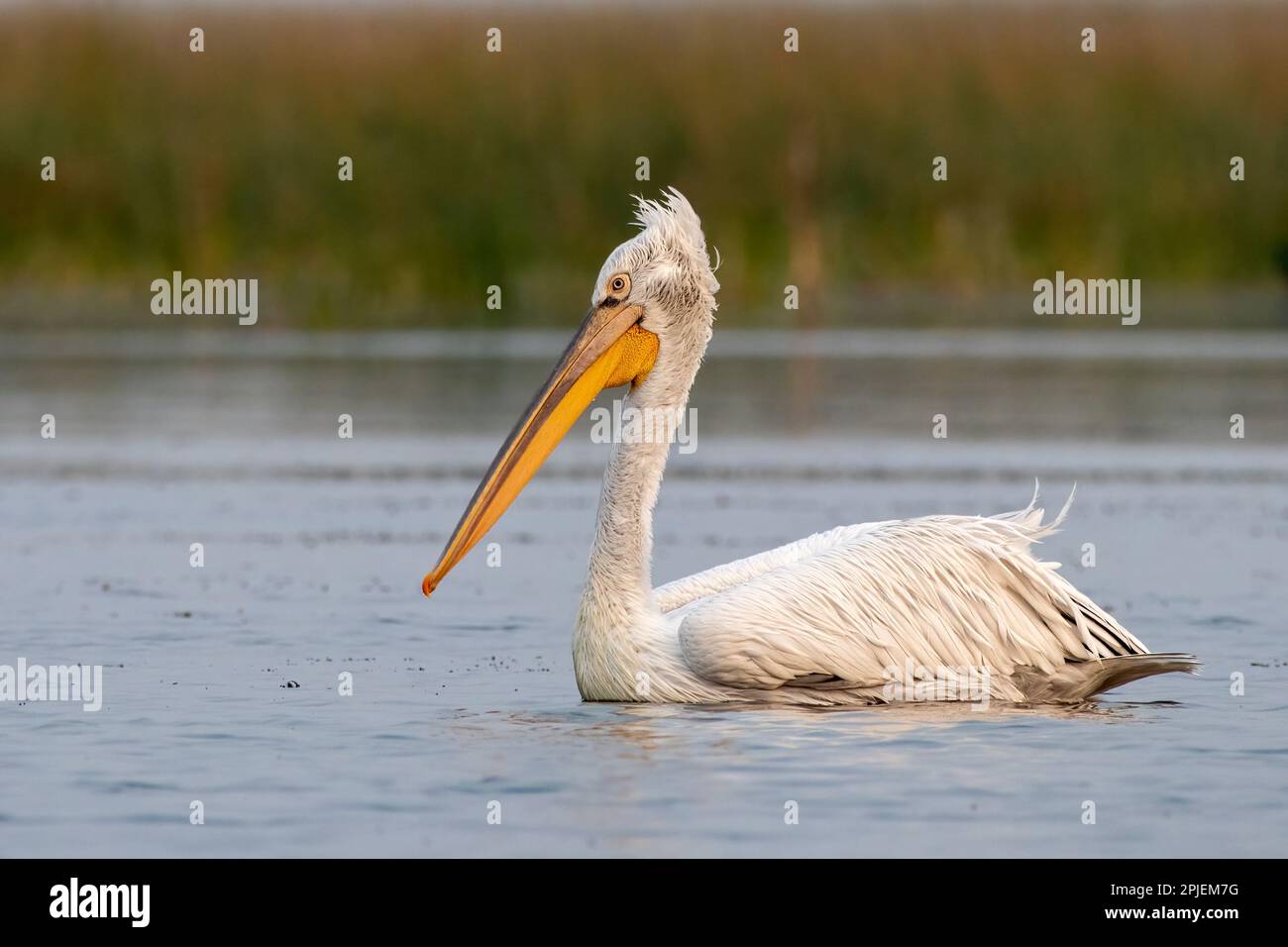 Dalmatian pelican (Pelecanus crispus), the largest member of the pelican family, observed in Nalsarovar in Gujarat, India Stock Photo