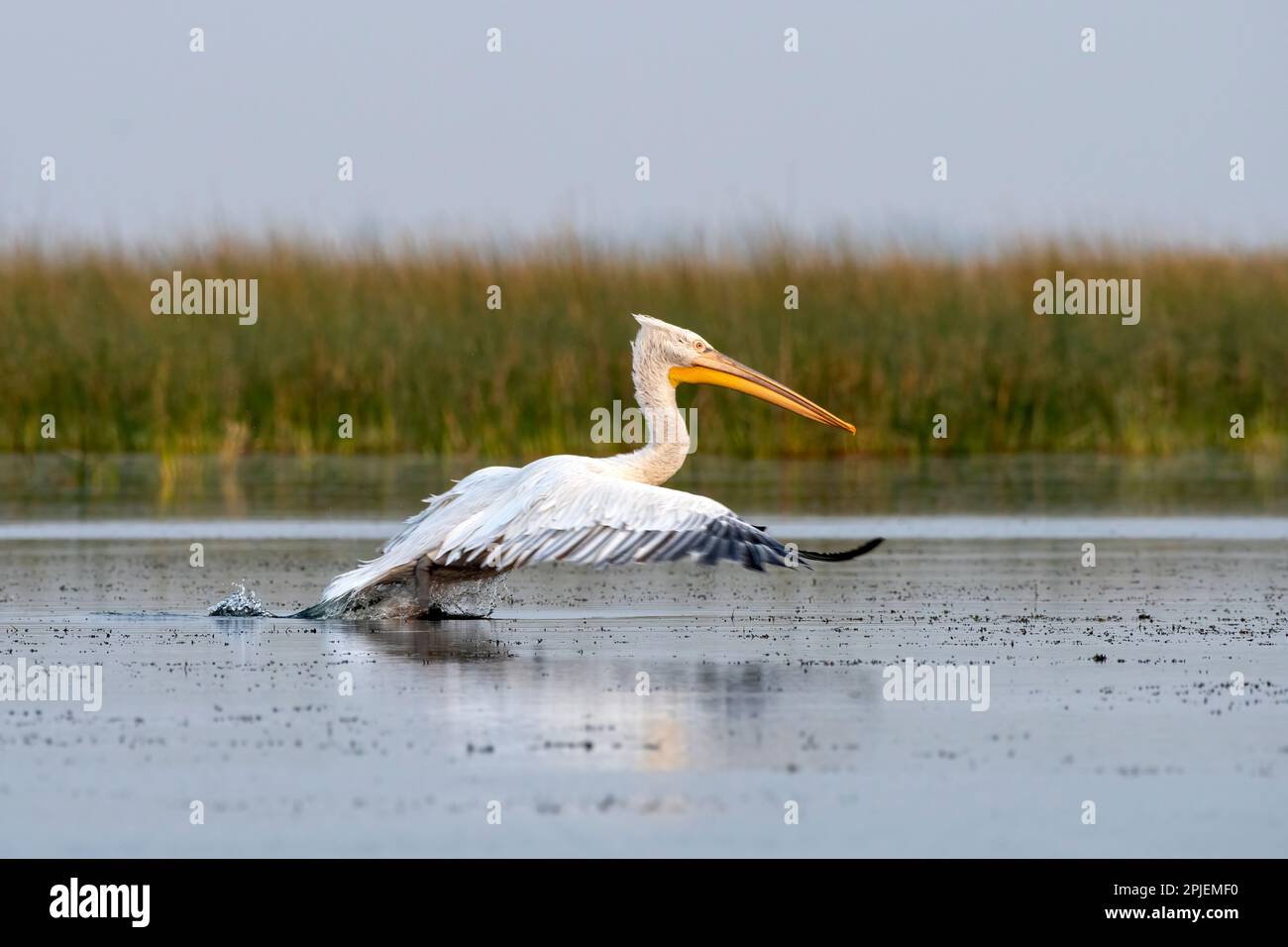 Dalmatian pelican (Pelecanus crispus), the largest member of the pelican family, observed in Nalsarovar in Gujarat, India Stock Photo