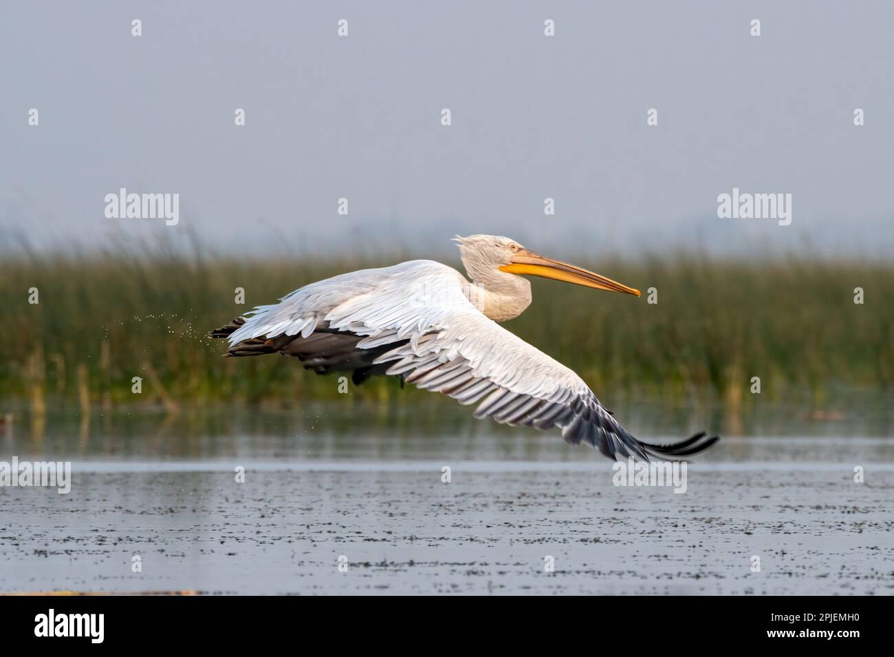 Dalmatian pelican (Pelecanus crispus), the largest member of the pelican family, observed in Nalsarovar in Gujarat, India Stock Photo