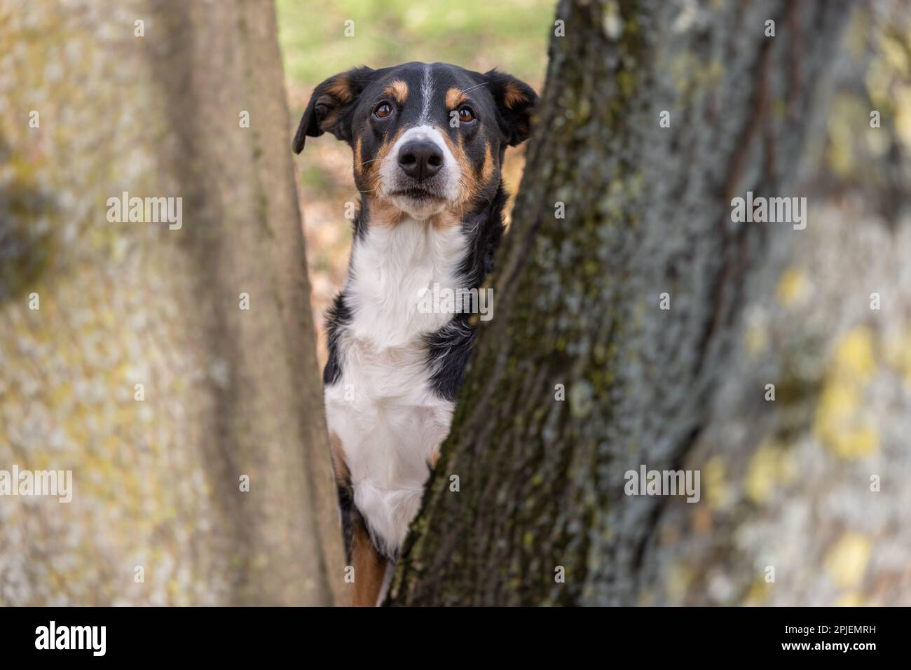 Dog behind a tree Stock Photo - Alamy