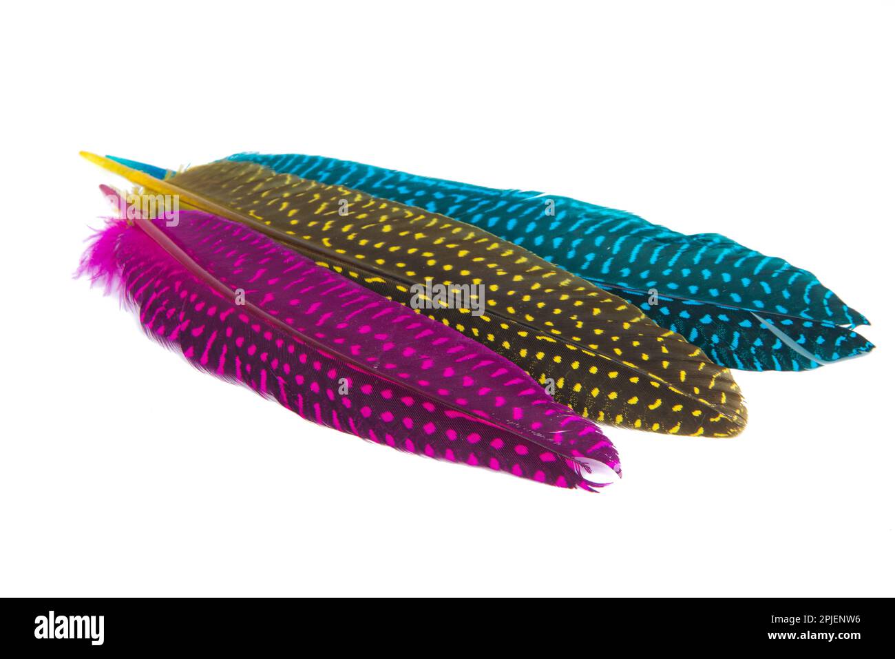 Colorful collection feathers isolated on white background Stock Photo