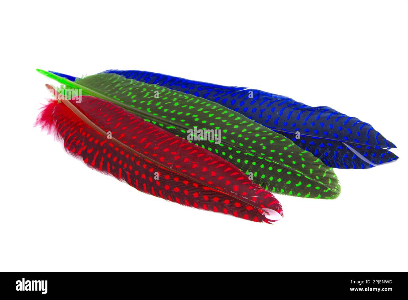 Colorful collection feathers isolated on white background Stock Photo