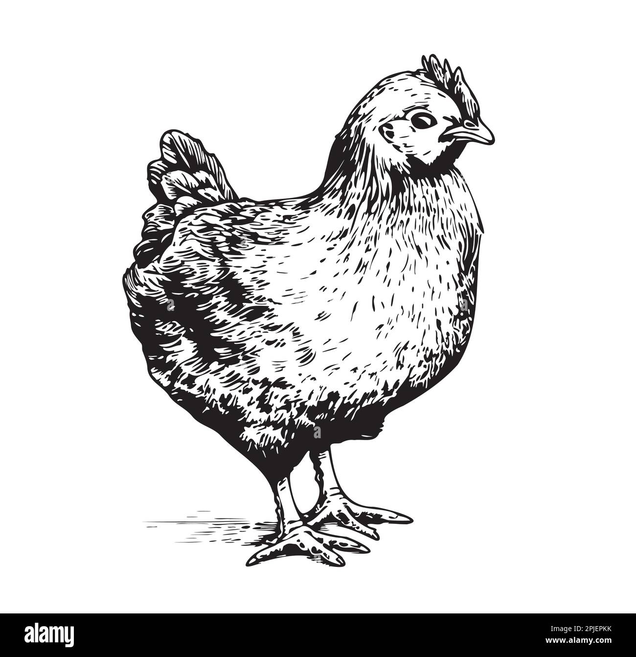 Hen little, standing hand drawn sketch illustration Stock Vector Image ...