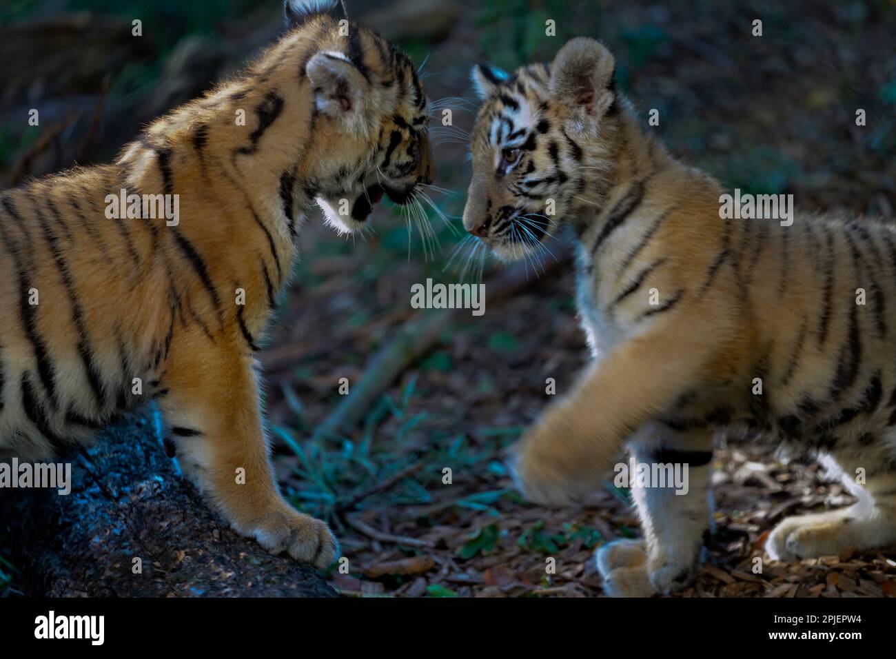An adorable shot of two baby tigers frolicking in a lush forest Stock Photo