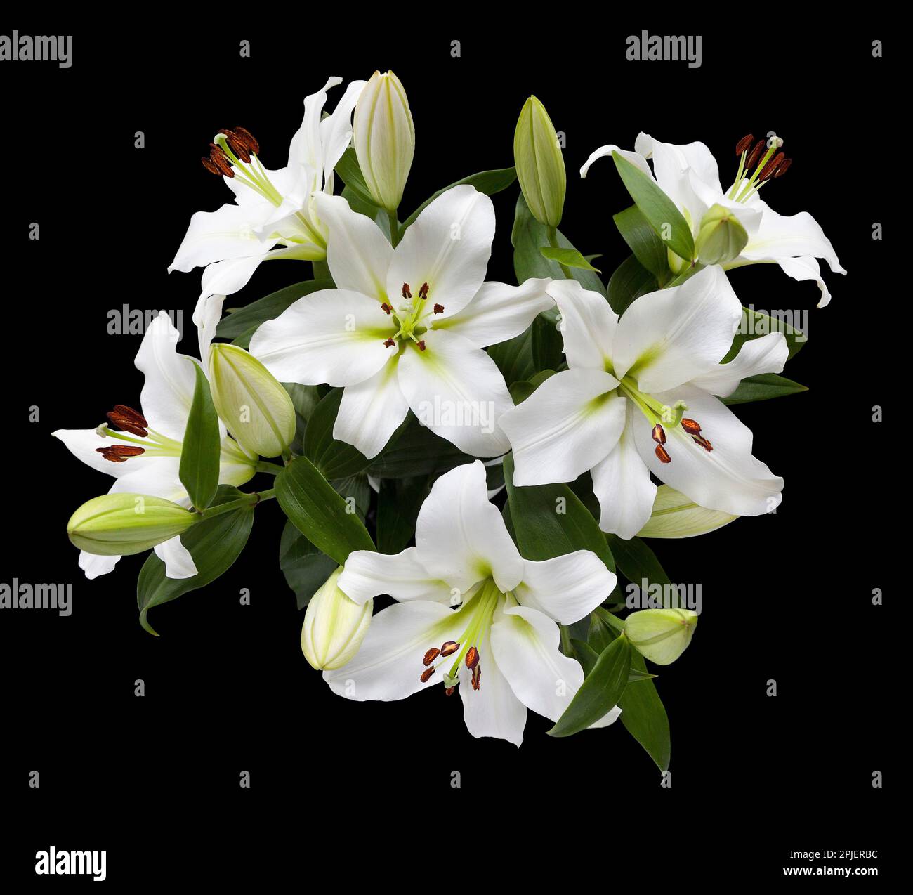 White lily flowers Stock Photo