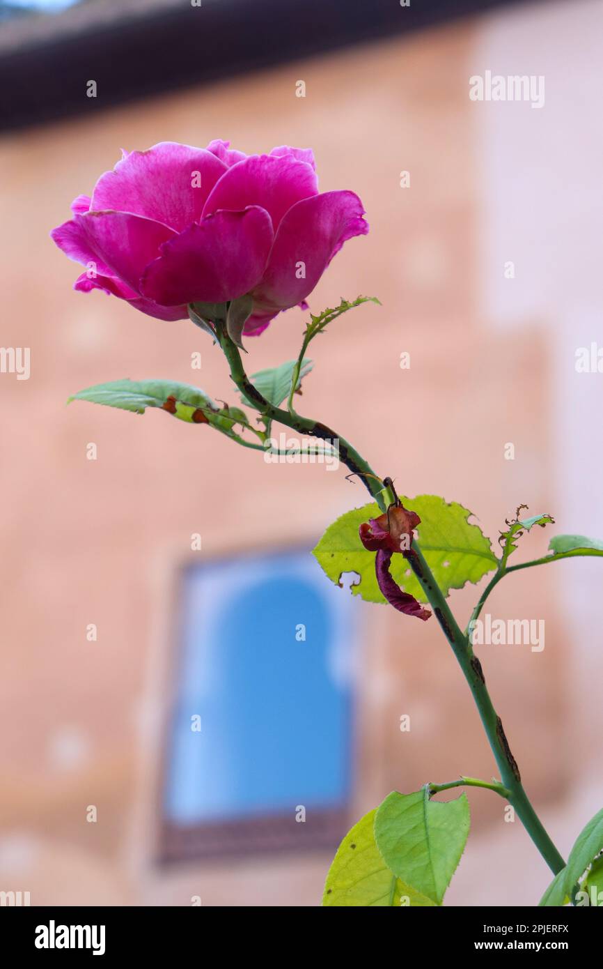 Close Up Picture of Pink Rose with Long Stem Stock Photo
