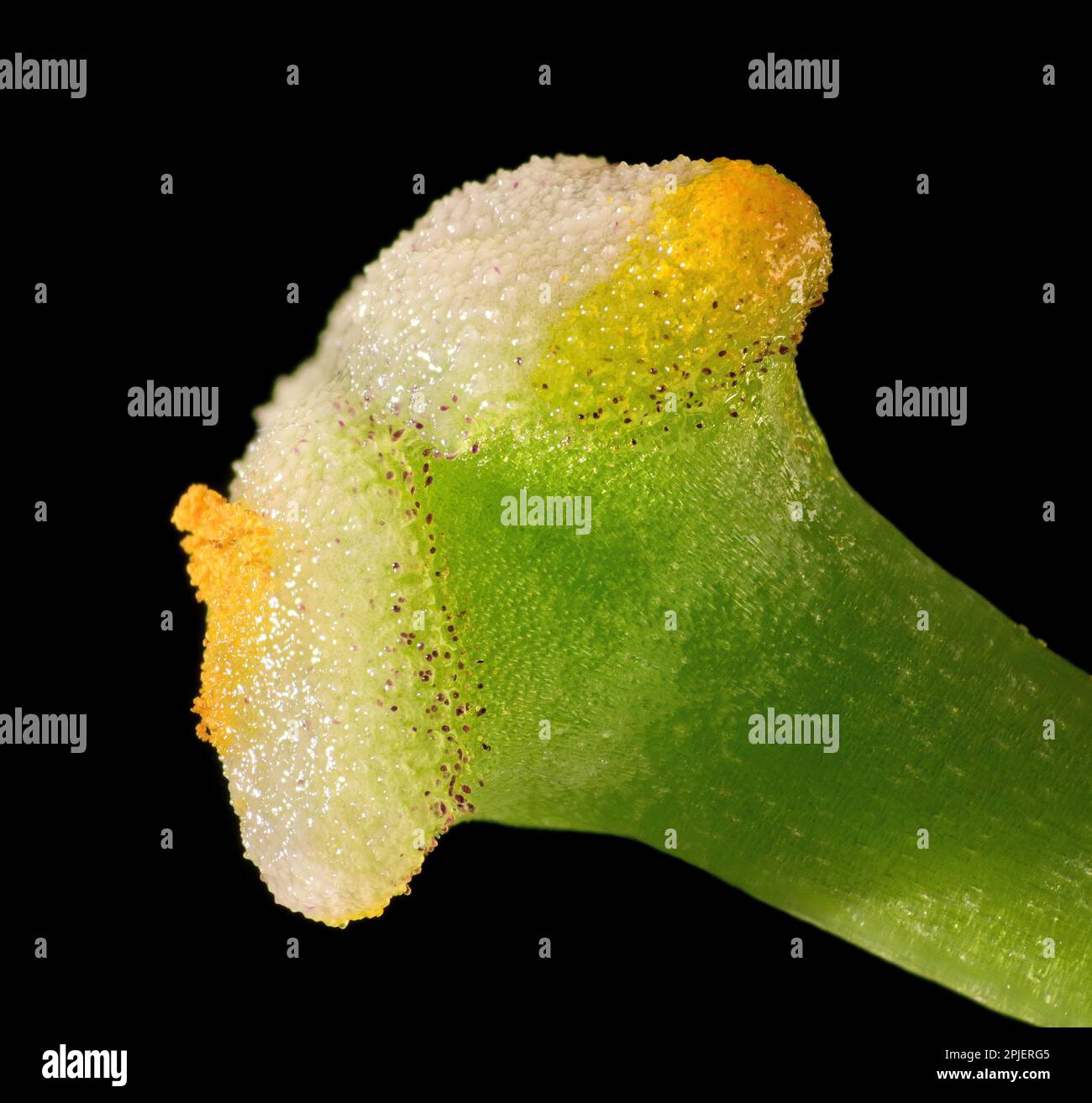 Lily flower stygma with pollen, side view Stock Photo