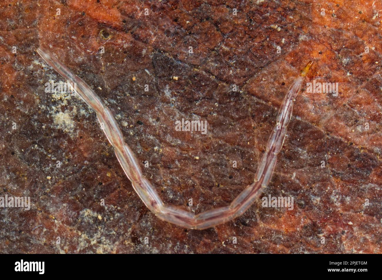 Biting midge larva (Ceratopogonidae) Stock Photo